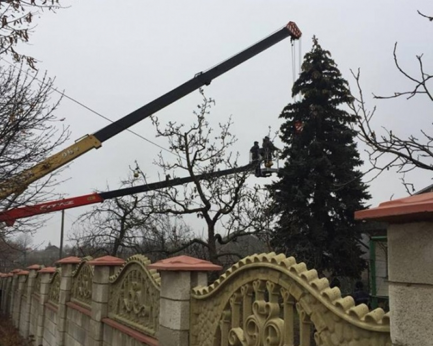Главную новогоднюю ёлку страны спилили и везут в Кишинев