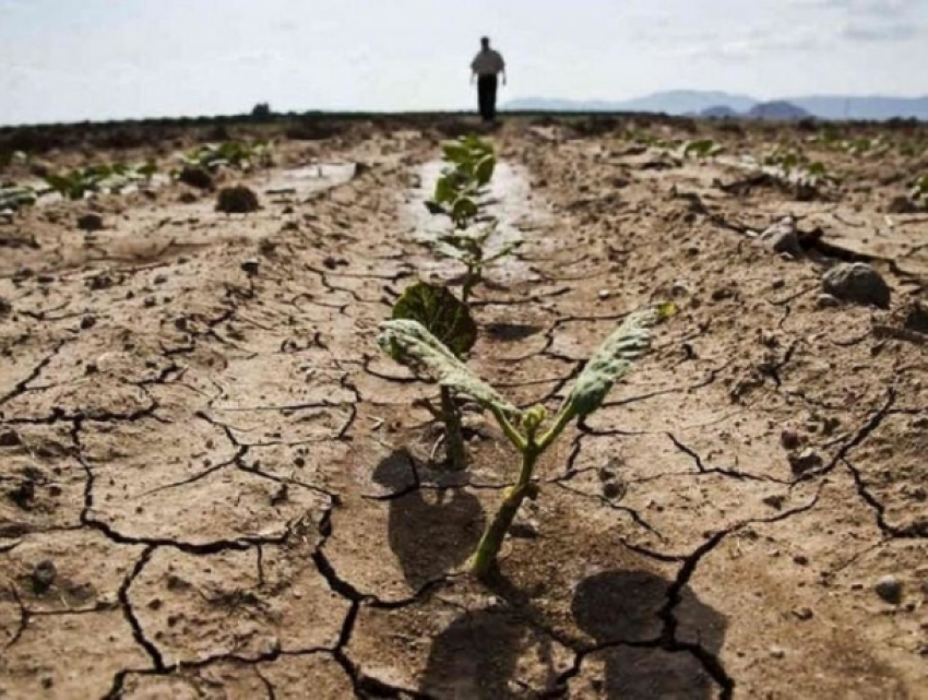 Село Томай борется с жесточайшей засухой - водоемы иссякли на 80%