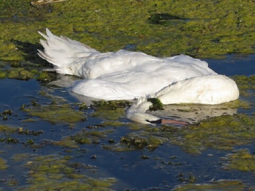 Невыносимая картина - мертвые лебеди и утки у берегов Днестра