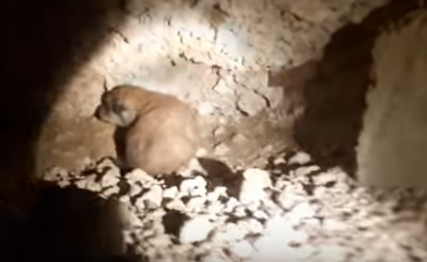 В Бельцах организовали целую спецоперацию для спасения щенков