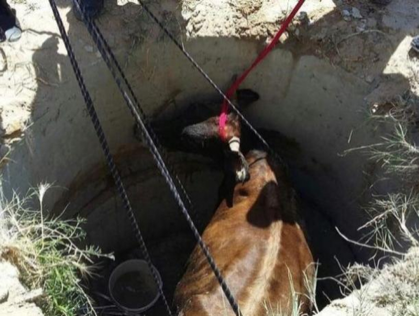 В Каушанском районе корова провалилась в колодец, несчастное животное доставали спасатели