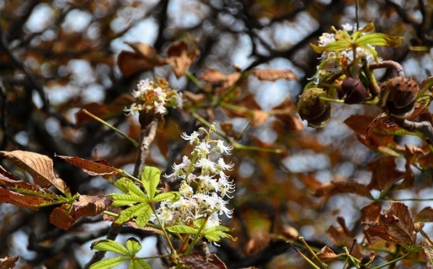 В Кишиневе вновь зацвели каштаны