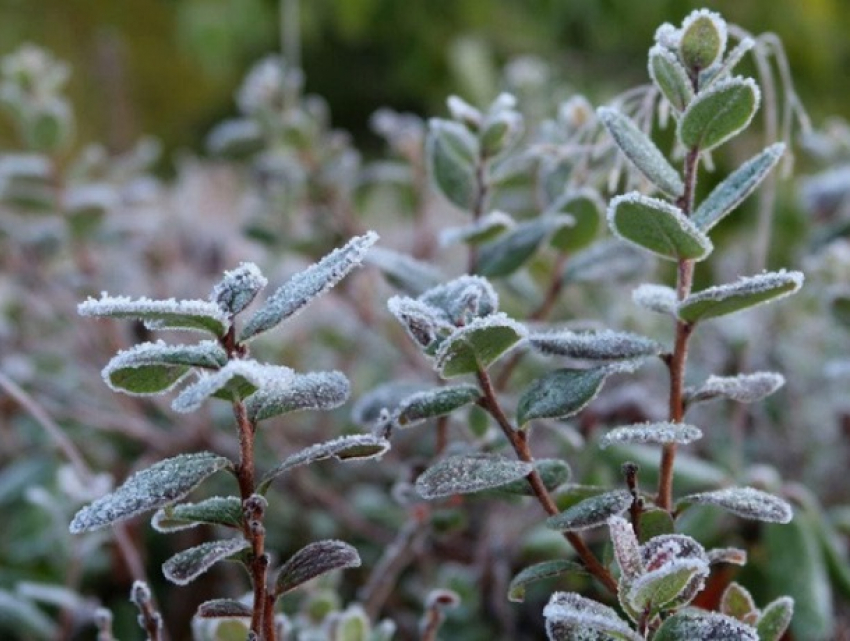 Заморозки до минус трех: 15 апреля в Молдове объявлен желтый код 
