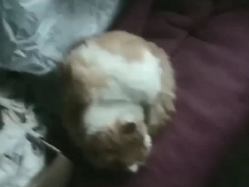 18-летний тираспольский изувер выкинул надоевшего кота в окно, сняв это на видео 