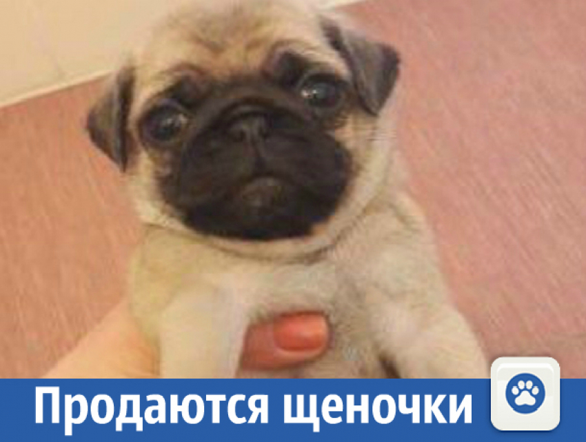 Продаются щеночки мопса