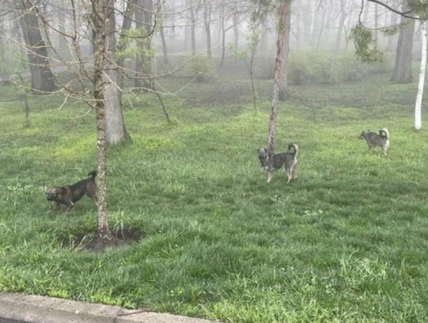 Стая собак атаковала людей в парке Валя Морилор