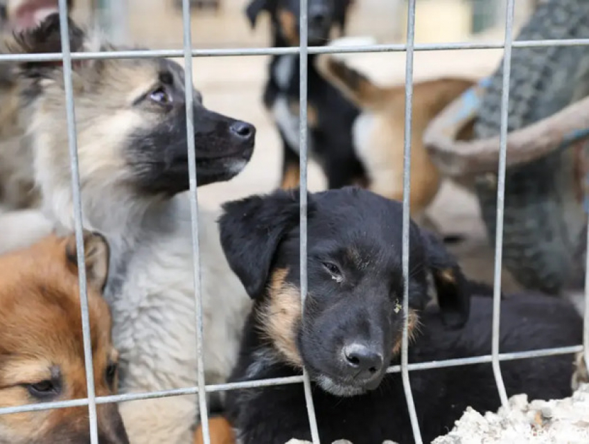 Молдова готовится ратифицировать европейские конвенции о защите животных 