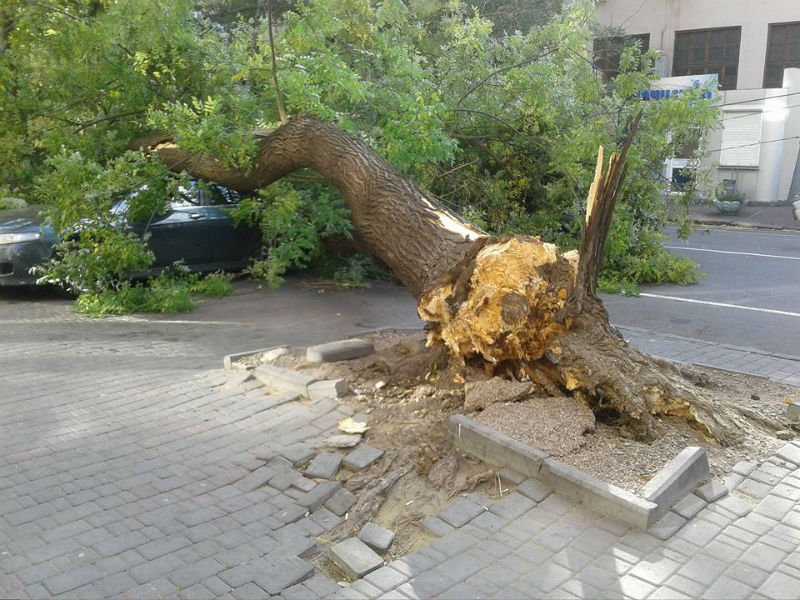 дерево.jpg дерево.jpg
