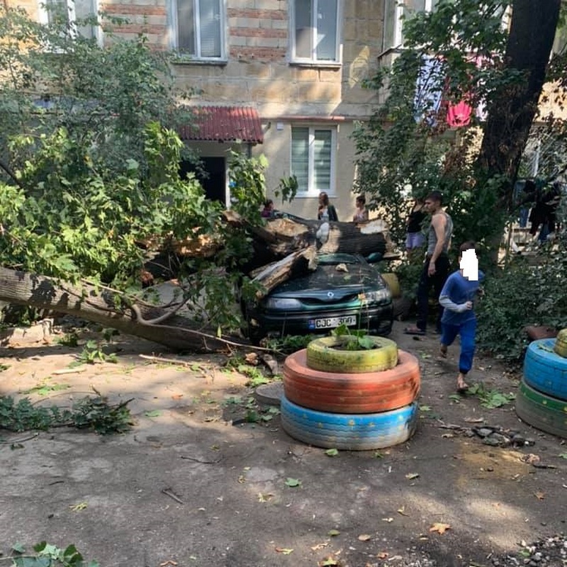 дерево.jpg