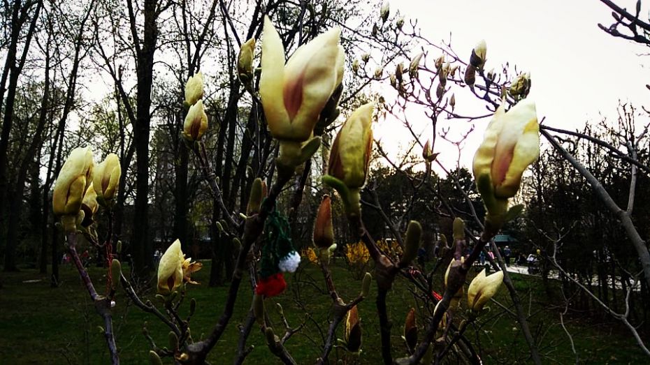 magnolia7.jpg