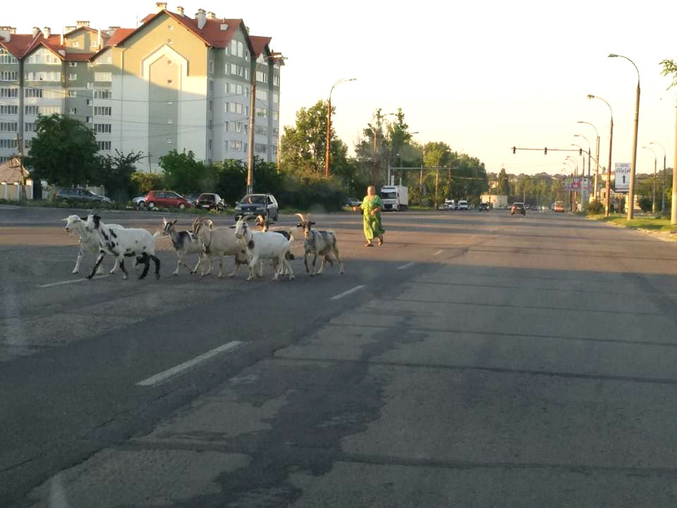 козы1.jpg