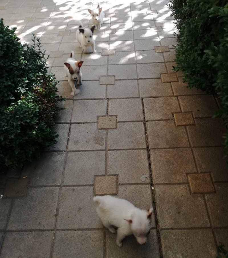 catei.jpg catei.jpg